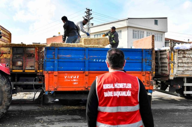 Ankara Büyükşehir’den manda yetiştiricilerine yem desteği