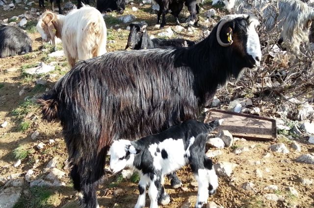 Antalya Keçi Çalıştayı raporu bölgesel sorunları açıkladı