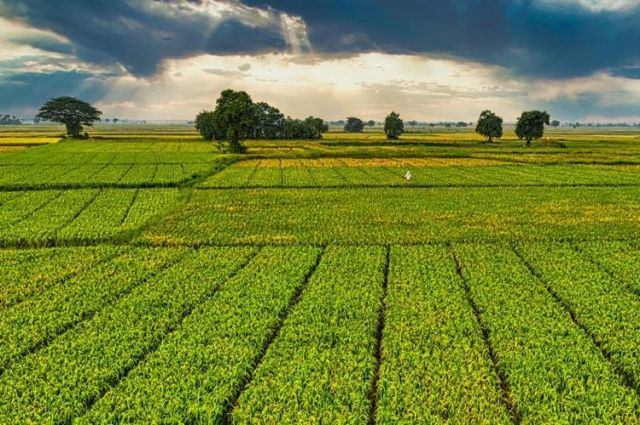 Bakan Yumaklı: 1 milyar 46 milyon TL destek bugün çiftçilere aktarılıyor