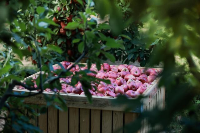 Bakan Yumaklı: Kasım’da Üreticilere 4,2 Milyar TL Tarım Sigortası Ödemesi Yaptık