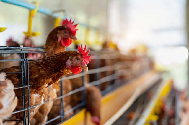 Barış Tavukçuluk konkordato başvurusunu Osmaniye’de yaptı