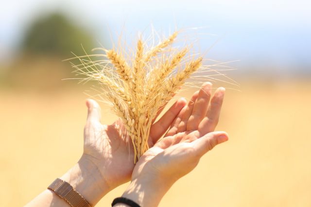 Bursa Büyükşehir 9 Aralık’ta Tarım Şenliği düzenliyor