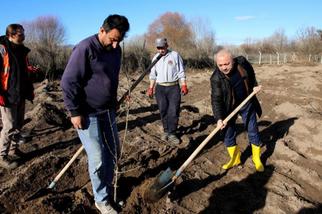 Çankırı Belediyesi 550 Kızılcık Ağacını Toprakla Buluşturdu