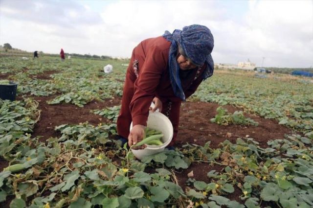 Çiftçi-Sen: İsrail’in UAWC’ye saldırısı protesto etti