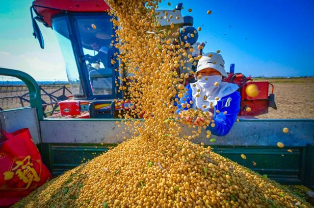Çin, 2025’te Mısır ve Soya Üretimini Artırmayı Planlıyor