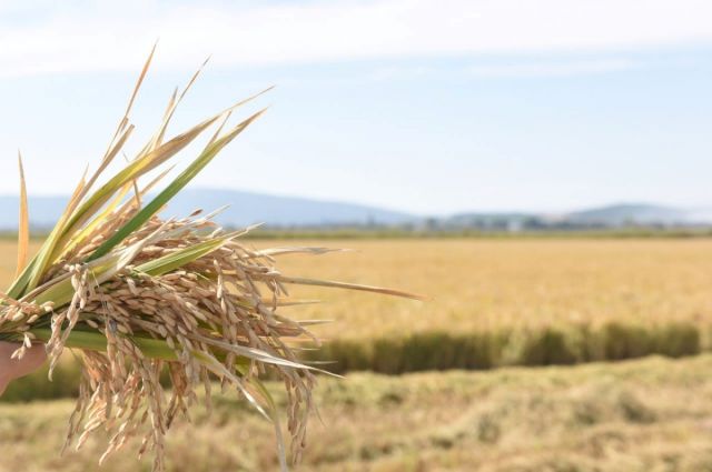 Ediz Ün: Pirinç ithalatı Ekim’de 13 kat arttı