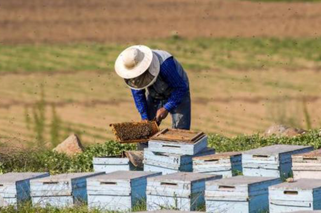 Hatay Büyükşehir Belediyesi arıcılık kursu başvurularını başlattı