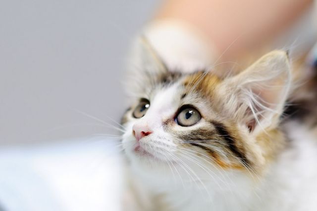 Kars VHO Başkanı Ödül: Mikroçip için son tarih 31 Aralık 2025