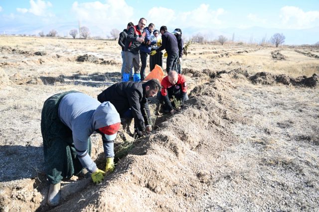 Kayseri İl Tarım ve Orman Müdürlüğü Develi’de Tuz Çalısı Dikti