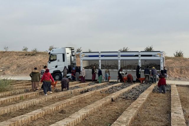 Mardin İl Tarım Müdürlüğü Hatay’a Tuz Çalısı Fidanı Gönderdi