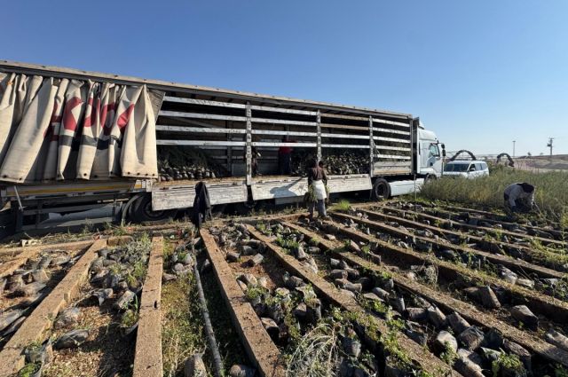 Mardin İl Tarım ve Orman Müdürlüğü Tuz Çalısı Fidanı Sevk Etti