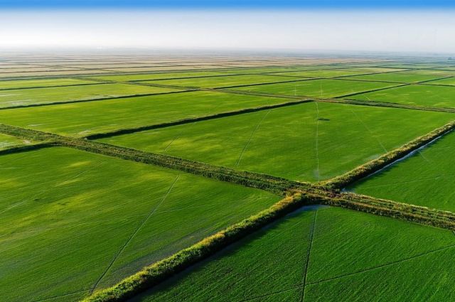 Rusya Hükümeti, 2026’da çeltik pirinci ihracatına izin verdi