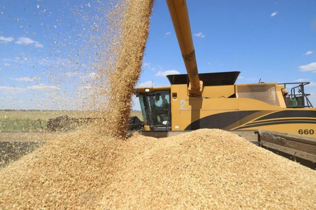 Rusya Kabinesi 2026’nın ilk yarısı için 20 milyon ton tahıl ihracat kotası belirledi