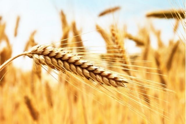 Rusya Tarım Bakanlığı: 2025’te tarıma destek 665 milyar ruble