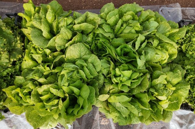 Şanlıurfa Büyükşehir seralarında üretilen marullar hasat edildi