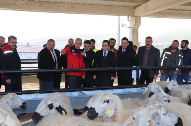 Sivas İl Tarım Yıldızeli’nde koyun ve koç dağıttı