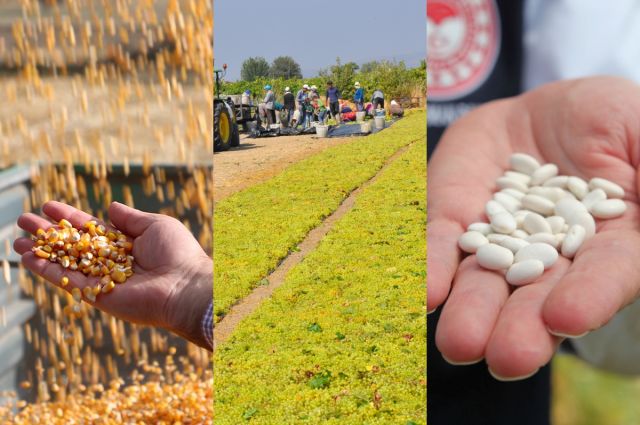 TMO, mısır-üzüm-fasulye üreticilerine 1,03 milyar TL ödedi