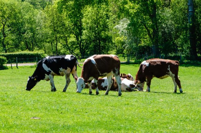 Toplanan inek sütü yıllık bazda %3,2 azaldı