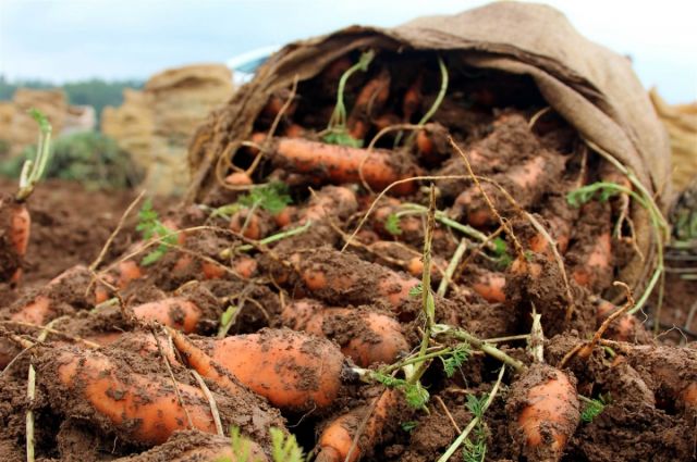 TZOB: Havuç Marketlerde Üreticinin 4 Katına Satıldı