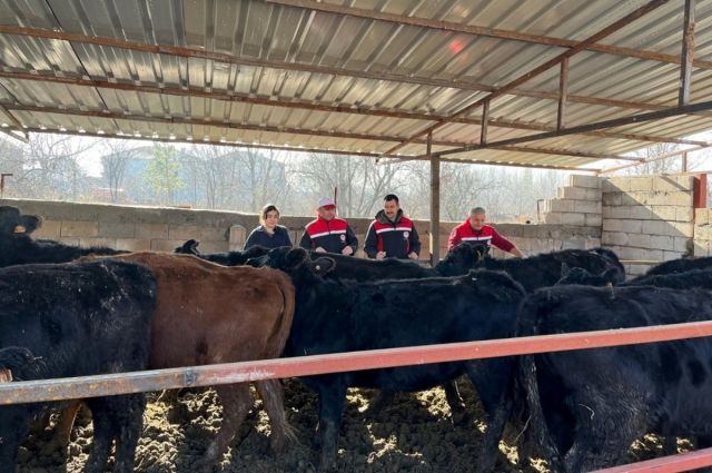 Yozgat’ta etçi ırk damızlık dağıtımları başladı