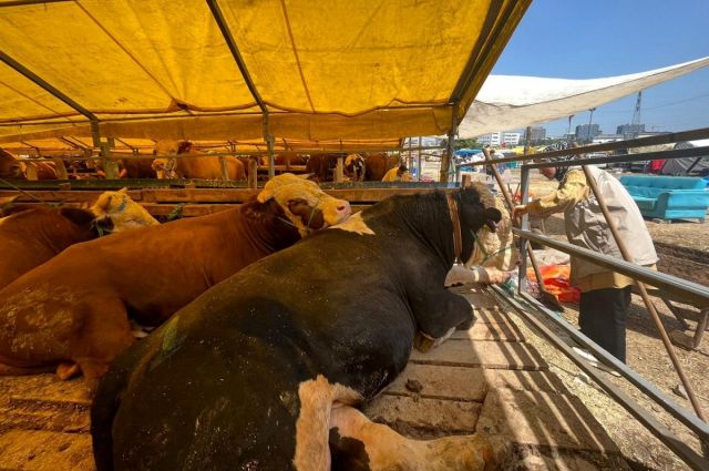 Yumaklı: Hayvancılıkta ithalat 2028’de gündemden çıkacak