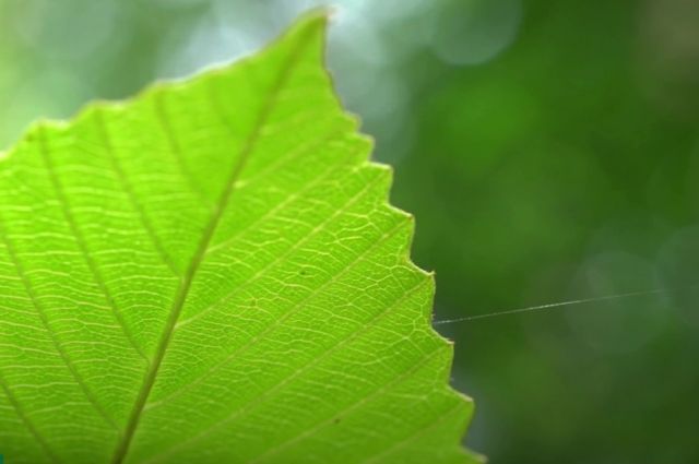 ABD’li üniversiteler fotosenteze alternatif üretim yöntemi geliştirdi