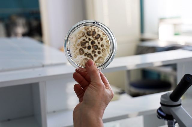 AGTU, kuraklığa dayanıklı mikroorganizmalı biyogübre geliştirdi