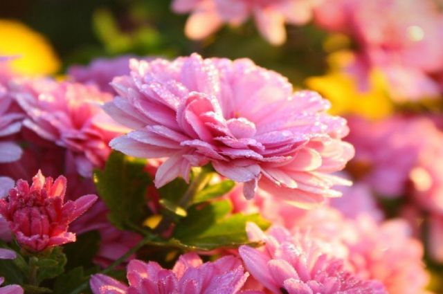 Altay’da Çin’den ithal edilen çiçeklerde zararlılar tespit edildi