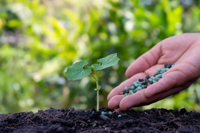 Bölünmüş azot uygulaması mısırda NH₃ kaybını azalttı