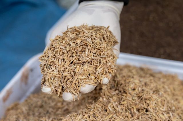 Çeltik Kabuğu Karbonizasyonu Tarımda Atıkları Kaynağa Dönüştürüyor