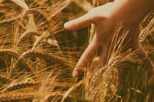 Duru Bulgur, Ata Tohumu Ahmet Buğdayı’nı Üretime Kazandırdı