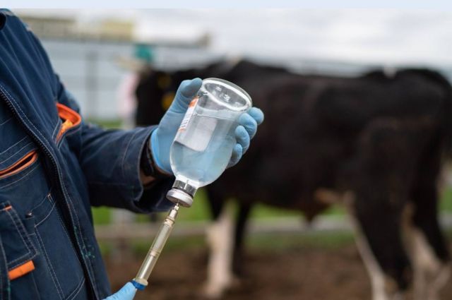 Endonezya Tarım Bakanlığı bazı hayvancılık antibiyotiklerini yasakladı