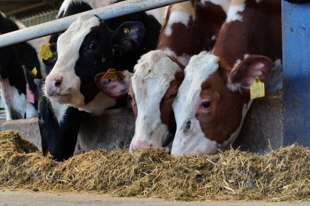 Fimaks, Türkiye’de Yem Otomasyon Merkezi’ni devreye aldı
