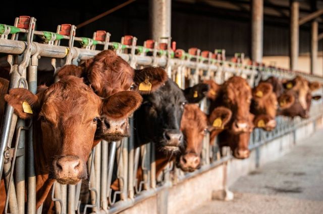 Görünmez virüs Rusya’daki süt çiftliklerini vuruyor