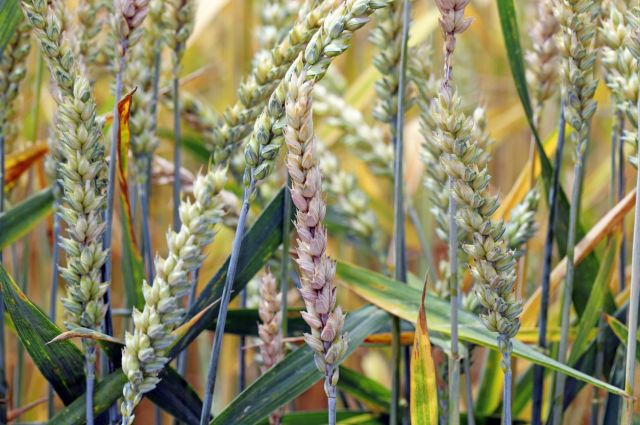 Gürer: Kuraklık buğday üretimini düşürdü