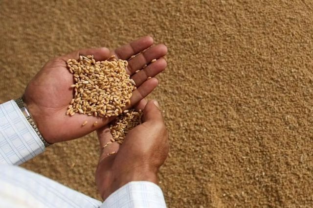 IKAR: Karadeniz’de hava koşulları Rus buğday fiyatını yükseltti