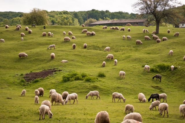 İngiltere’de koyun karkas sınıflandırması zorunlu oldu