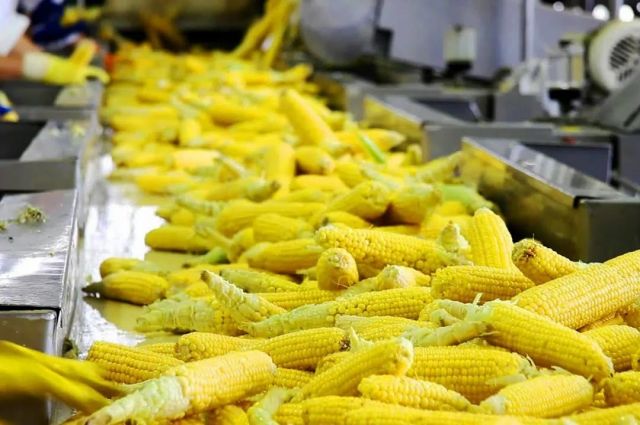 Kazakistan için Rus mısırı alımını artırdı