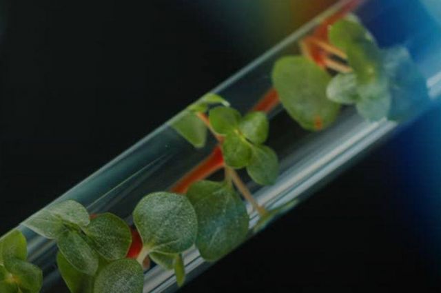 Kindai Üniversitesi begomovirüse direnç genini açıkladı