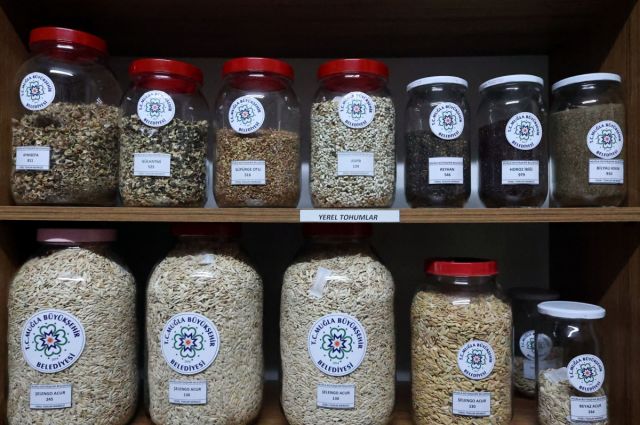 Muğla Büyükşehir, Yerel Tohum Merkezi ile Ata Tohumlarını Yaygınlaştırıyor