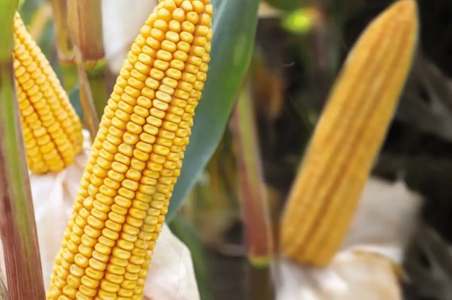 NAU Country Insurance: ABD’de Mısır Piyasası Ocakta İzlenmeli