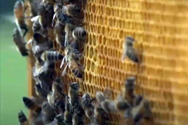 Oxford ve Danimarka DTU arıları koruyan maya geliştirdi