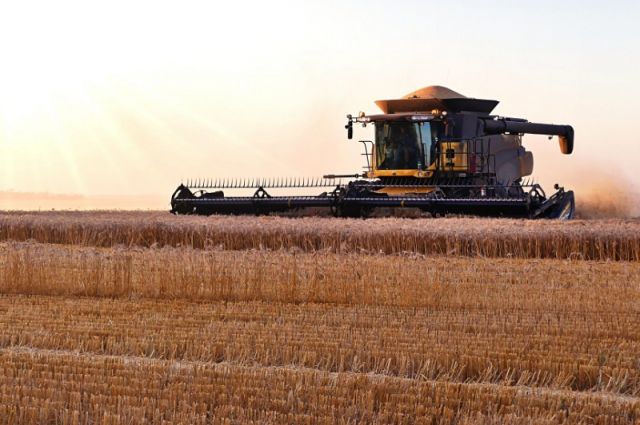 Rosario Borsası: Arjantin buğday hasadı 27 milyon tonu aşacak