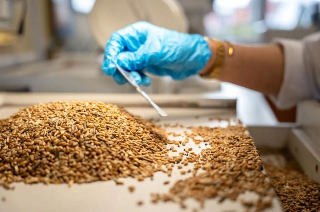 Rusya çıkışlı buğdayda insan sağlığını tehdit eden akar tespit edildi