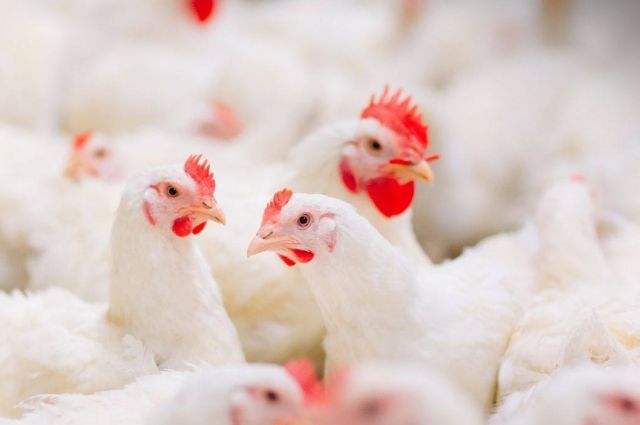 Rusya ve Çin damızlık tavuk genetiğinde ortak çalışacak