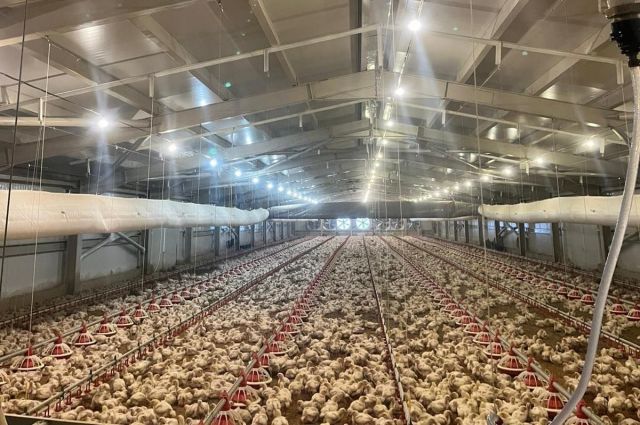 Samsun İl Tarım: KKYDP ile 71 yatırımcıya 33,6 milyon TL hibe