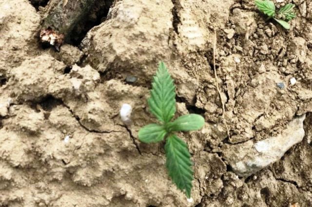 Samsun Tarım İl Müdürlüğü: Kenevir izin başvuruları başladı