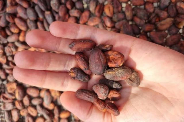 StoneX: Küresel kakao piyasası 2026/27’de fazlaya dönecek