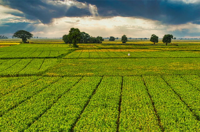 Tarım Bakanı Yumaklı: 1,6 milyar TL destek ödemesi hesaplarda