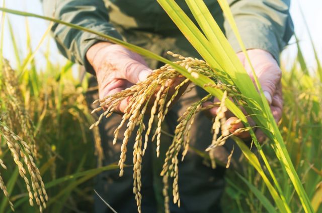 TMO, 2025 Dönemi Çeltik Alım Fiyatlarını Açıkladı